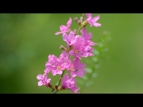 ミソハギの花の咲く頃　　　　　そのままの君でいて　N.S.P
