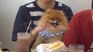 A dog's dinner: Hong Kong allows dogs to eat out at restaurants