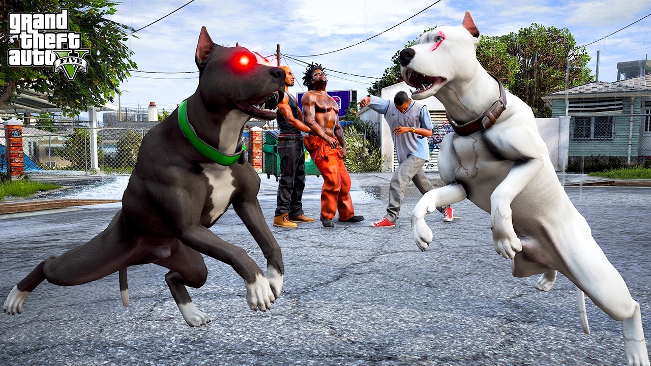 BEYAZ PİTBULL JACK OĞLU TERMİNATÖR'LE DÖVÜŞÜYOR! - GTA 5 PİTBULL'UN HAYATI