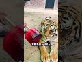 大型のネコ科にアイスキャンディーを与える理由