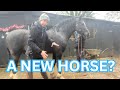 What i look for when buying a new horse