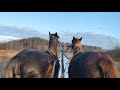 Лошади, обучение торможению с голоса, правило распределения обязанностей при езде на лошади!
