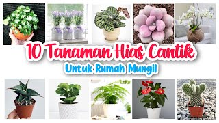 10 Tanaman hias Cantik Ukuran Kecil Untuk Rumah Minimalis, Tanaman Hias Yang Sedang Hits