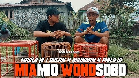 MERPATI WONOSOBO MARLO JR BIKIN KEJUTAN 1 BULAN 4 PIALA‼️