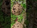 Who would you give this "grapefruit" (actually a wasp nest) to?😂
