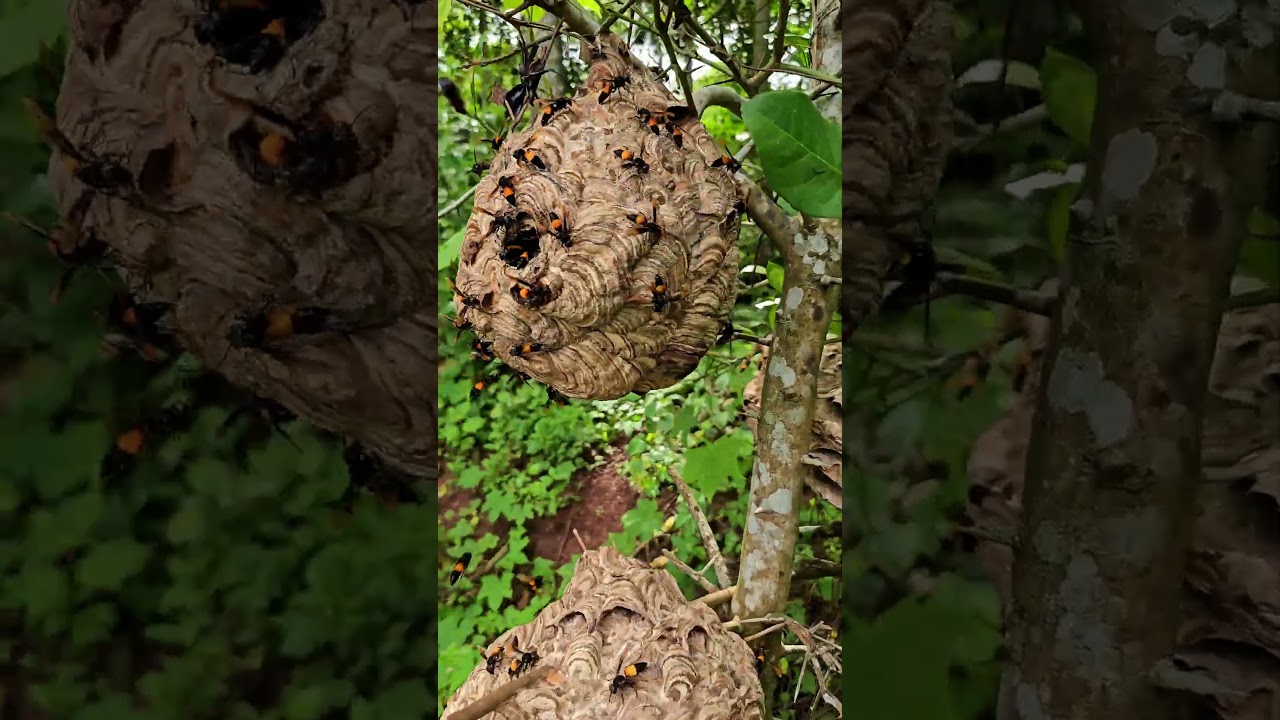 Who would you give this "grapefruit" (actually a wasp nest) to?😂