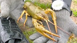 видео подводная охота в архангельской области