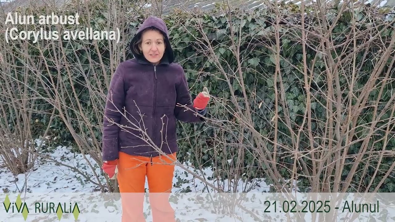 Alun arbust - cultivare și beneficii