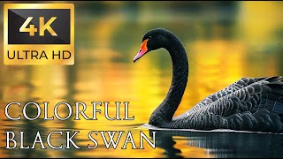 4K Colorful Swan - Beautiful Birds Sound in the Forest | Relaxing Safari