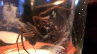 Tegenaria Duellica (Giant House Spider) Eating a Fly for it's food.