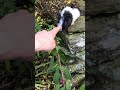 Guinea Pig Chilling On His Wall