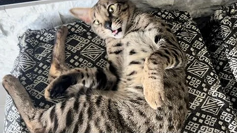 Watch the video about F2 Savannah Cat Zara Meowing, Purring And Enjoying Laying Next To The Cozy Electric Fireplace.