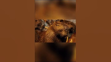 Capybara edit 🎩 {} #viral #edit #trend #song #music #capybara #velocity #ghost #capybaras #fly