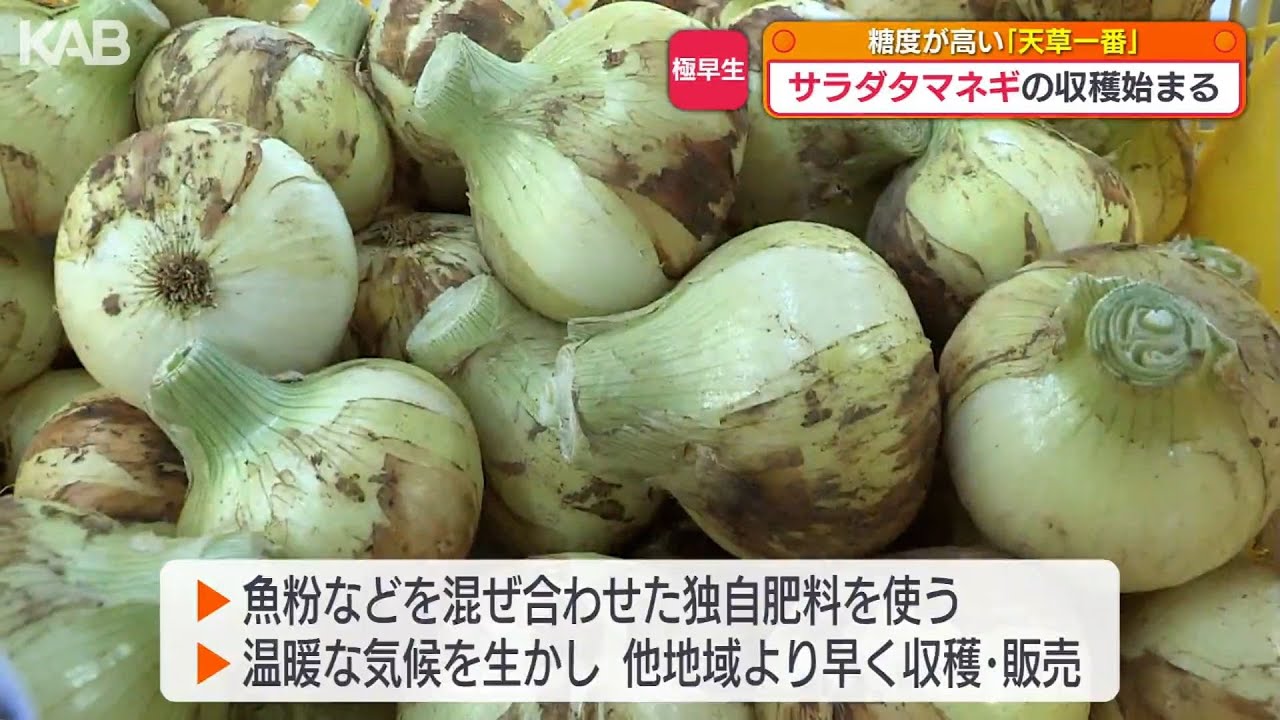 糖度は約2倍！サラダタマネギ「天草一番」収穫始まる - YouTube