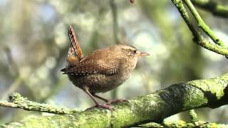 Vroege Vogels - Winterkoning