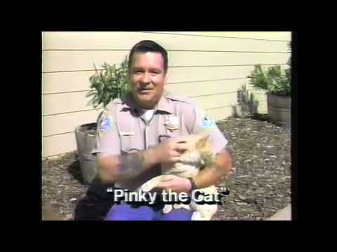 Pinky The VERY Friendly Cat