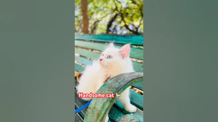 Watch the video about White cat meow #shorts #biralo #mau #mau #shortsfeed #lumpi #handsomecat
