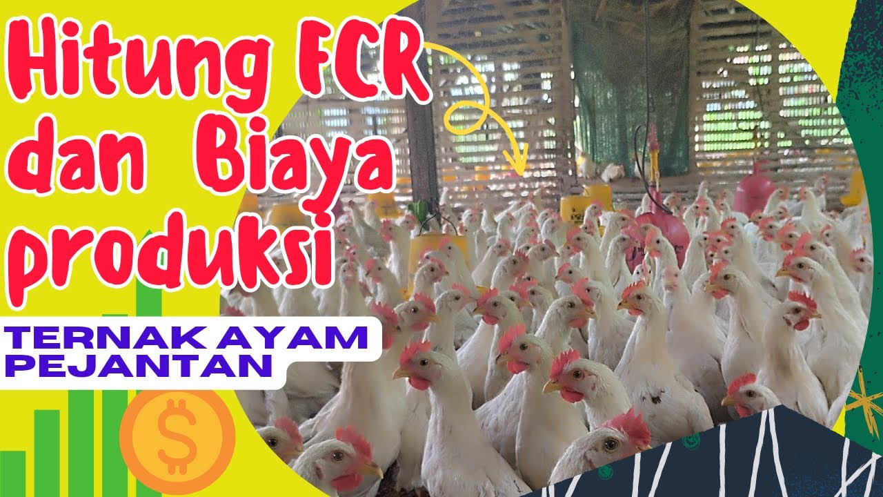 Pejuang FCR !! Ini Lho Keuntungan Ternak Ayam Pejantan 4000 Ekor