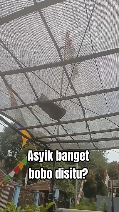 Download lagu Get off, man #funny #cat #funnycats #catlovers #cutecat #siabuy #cat #cute #pets