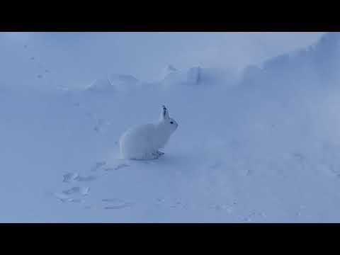 Прикольно прикол,  смотреть всем. Заяц Арктический