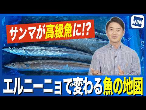 Pacific saury now costs 1,000 yen per fish, becoming a "luxury fish"—El Niño is changing the "fis...