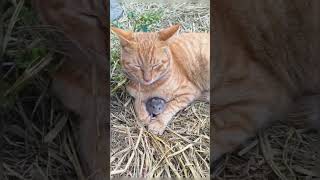 Download Lagu PASRAH MP3