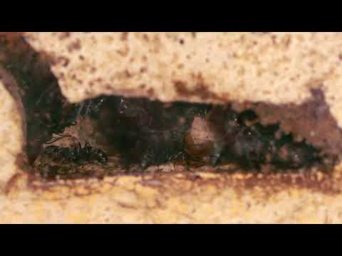 DOUBLE HIDDEN VIDEO: BLACK PANTHER LARVAE IN THE NEST - DOUBLE HIDDEN VIDEO: BLACK PANTHER LARVAE IN THE NEST