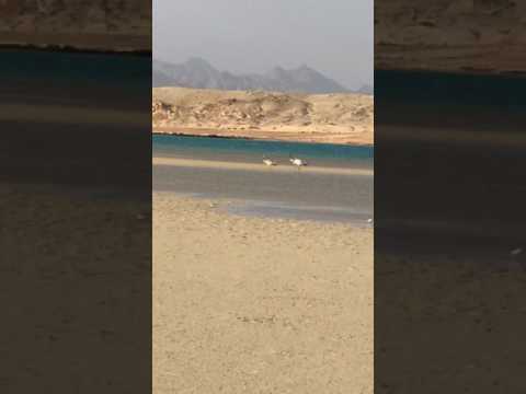        طائر القطرس الباتروس فى محمية رأس محمد شرم الشيخ