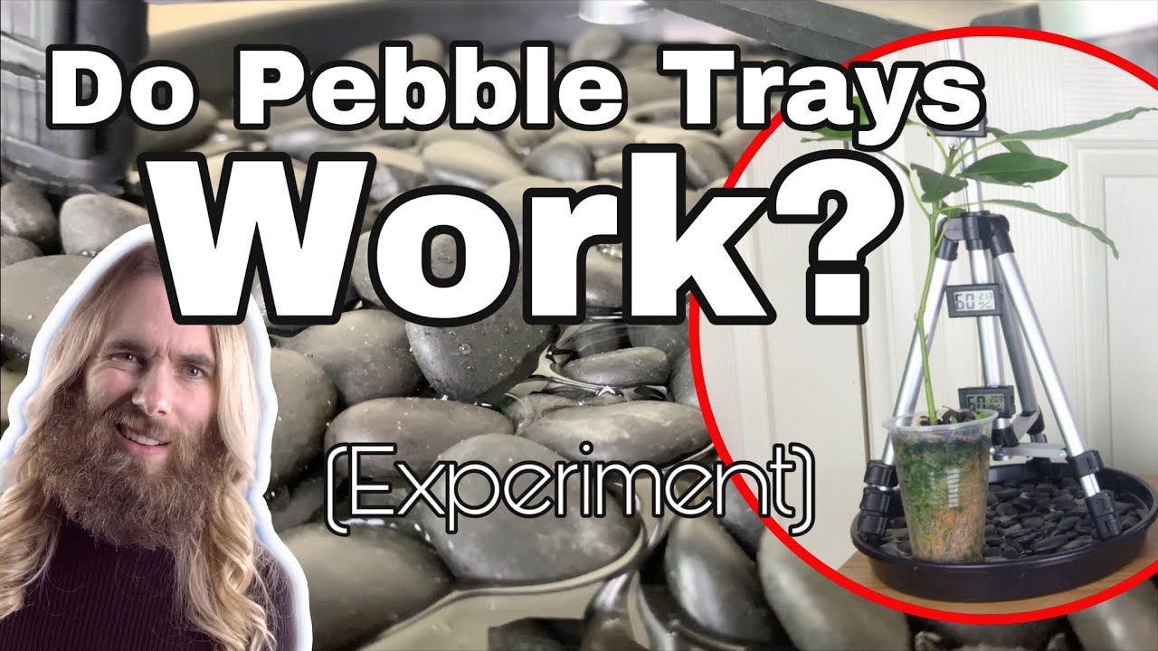 Experiment: Do Pebble Trays Work? Testing if pebble trays raise