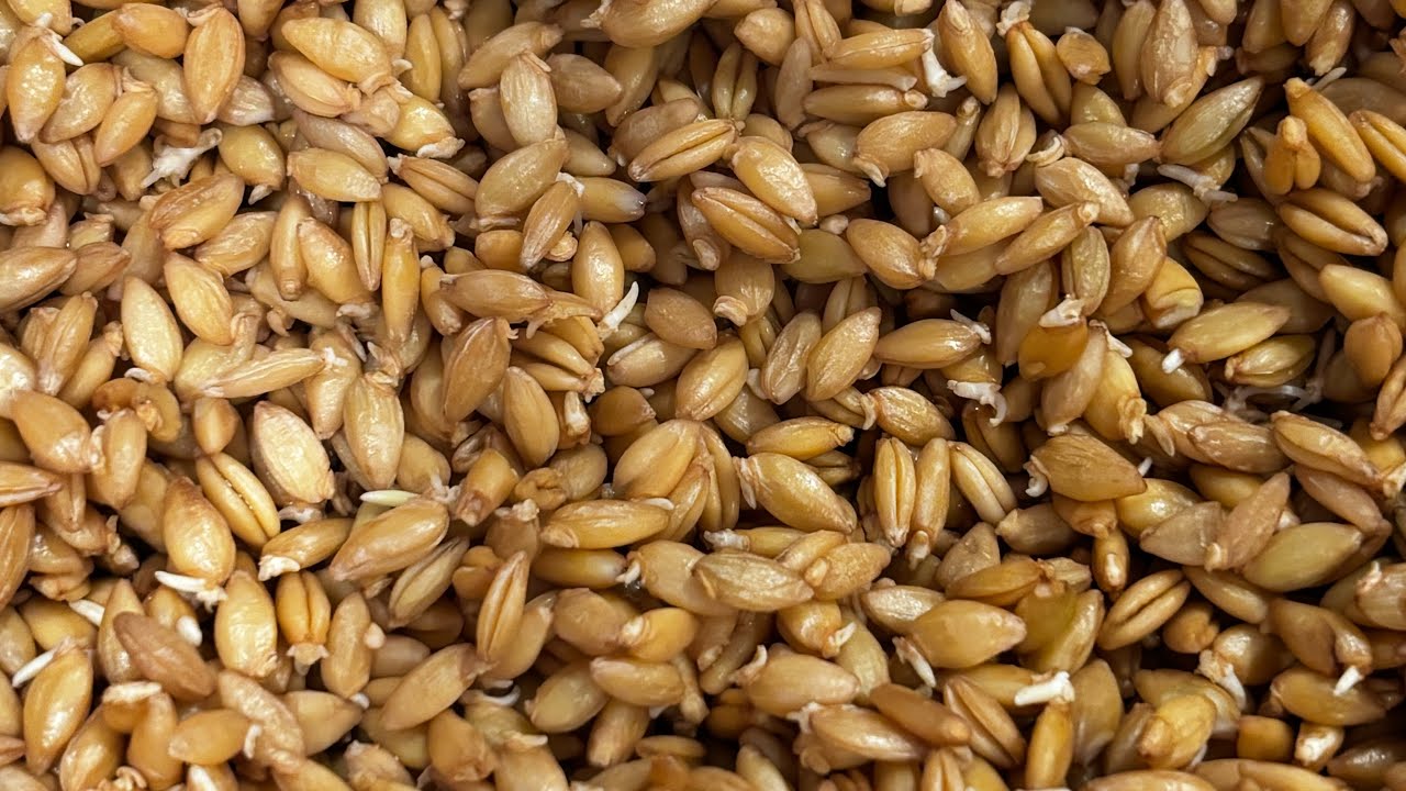 Freshly Milled Sprouted Einkorn  Sourdough Loaf 🍞 