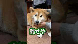 10秒後に変貌する構って欲しそうな柴犬 #shibadog #柴犬 #sibainu  #犬のいる生活 #shorts