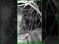 cinghiali nuova generazione 2026 - new generation wild boars 2026#shorts