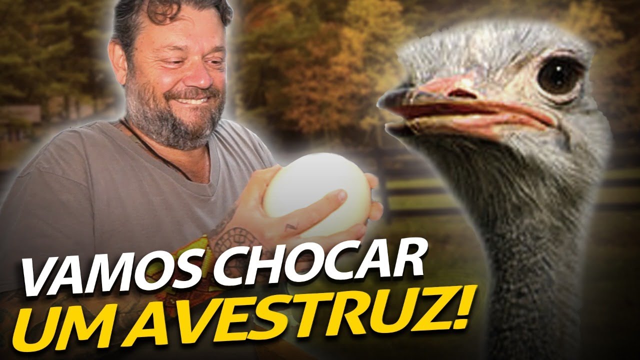 VAMOS CHOCAR OVOS DE AVESTRUZ! | A CASA DOS BICHOS