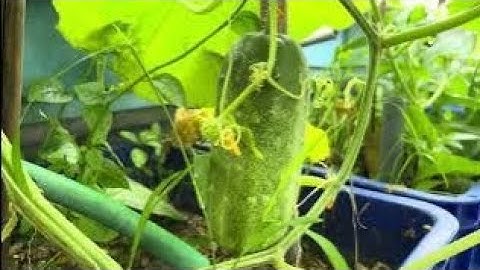 Dưa Mèo Tốt Khủng Khiếp Nhưng Không Đậu Quả – Sai Ở Đâu?