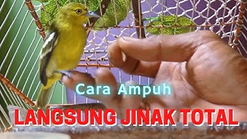 cara ampuh menjinakkan burung sirtu