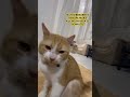 this cat has main character energy 😑 #cat  #sigmacat  #funnycats  #shortsvideo