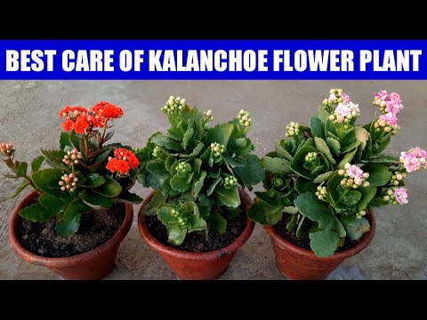 Video: Kalanchoe flowers: home care, photo