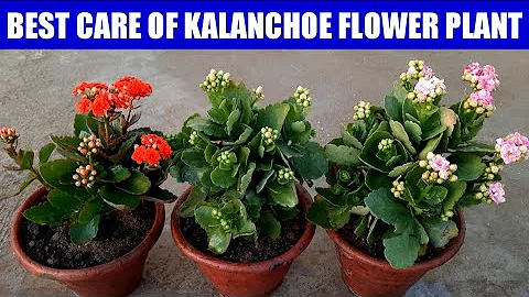 Care Of Kalanchoe Flower Plant | Grow Kalanchoe | How To Grow N Care Kalanchoe Plant | Kalanchoe - DayDayNews