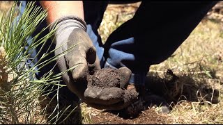 How to Care for Seedlings: Growing Great Trees, Part 2