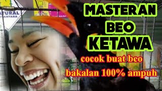 masteran burung beo ketawa