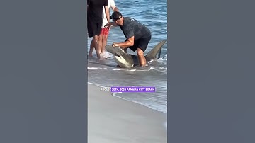 One epic rescue that turned a beach day into a legend.#shark #rescue #shorts #love #life #foryou
