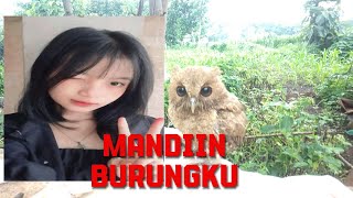 mandiin burung hantu @Susikmancing