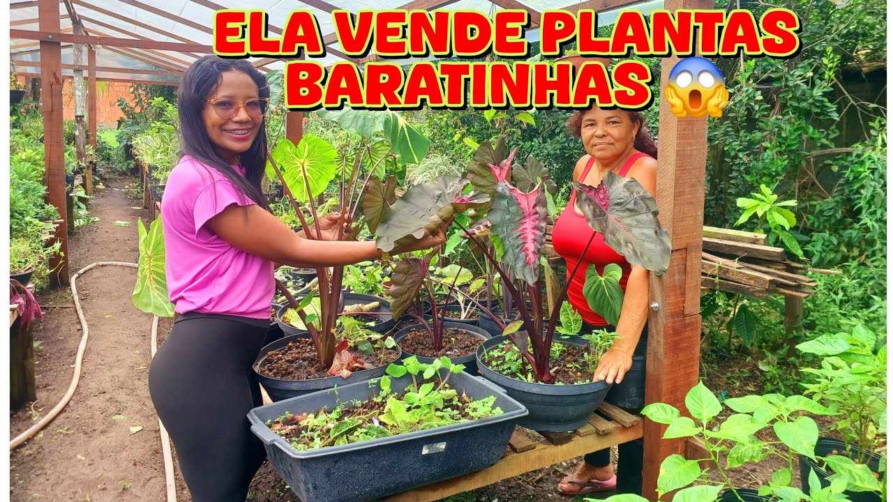 TOUR PELO VIVEIRO  MAIS BARATO QUE JÁ VISITEI JARDIM ESPERANÇA/😱🪴😍