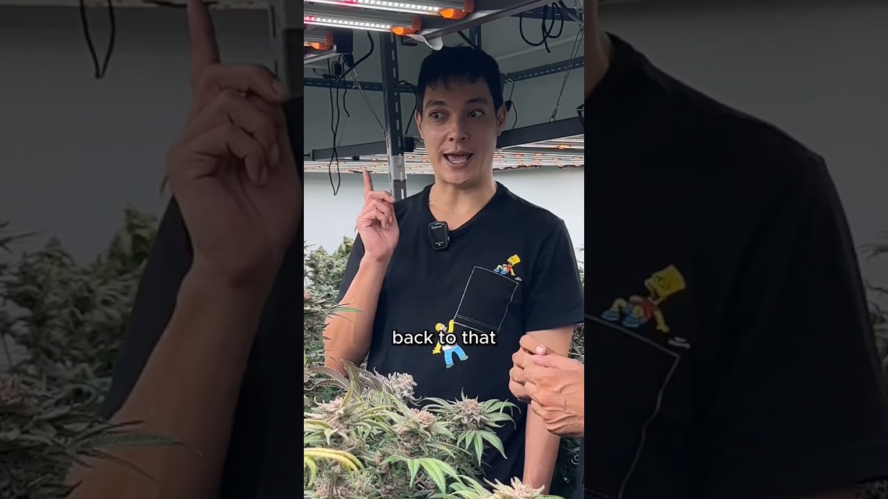 Growroom Diaries With | Hunt For The Best Cannabis Genetic