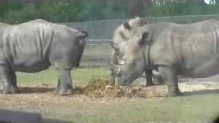 Rhino Poop