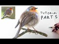 How to Draw a Realistic Robin | Coloured Pencil Tutorial Part 5