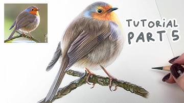 How to Draw a Realistic Robin | Coloured Pencil Tutorial Part 5