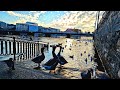 Late afternoon walk by the Lakeside of Geneva, Switzerland! 2022! ♥️🇨🇭 It&#39;s fun to watch the birds!😍