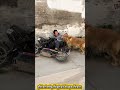 Hãy yêu quý động vật hơn