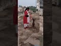 How Belgian Malinois Bittu 🐕‍🦺 doing commands 🔥 #belgianmalinois #shorts